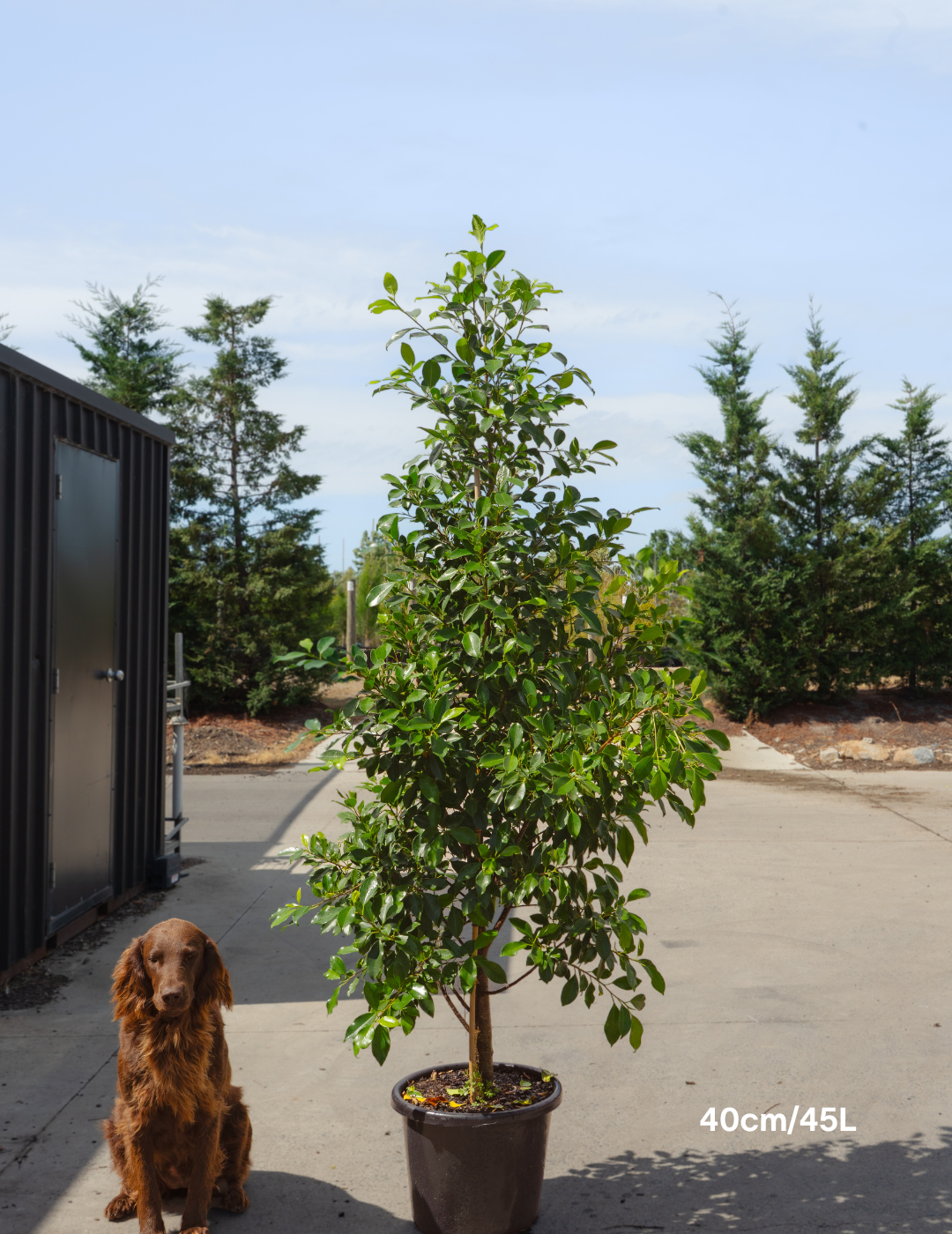 Ficus Hillii Flash - Evergreen Trees Direct