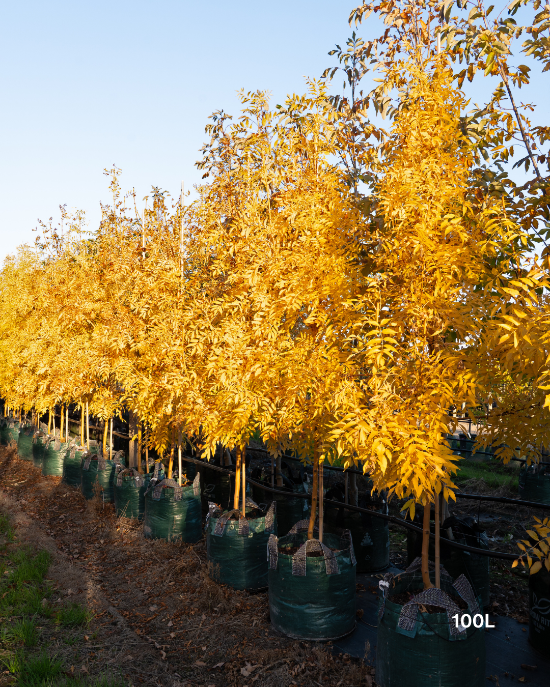 Fraxinus excelsior 'Aurea'