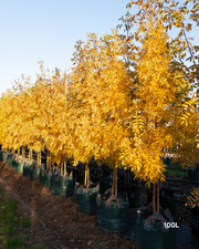 Fraxinus excelsior 'Aurea'