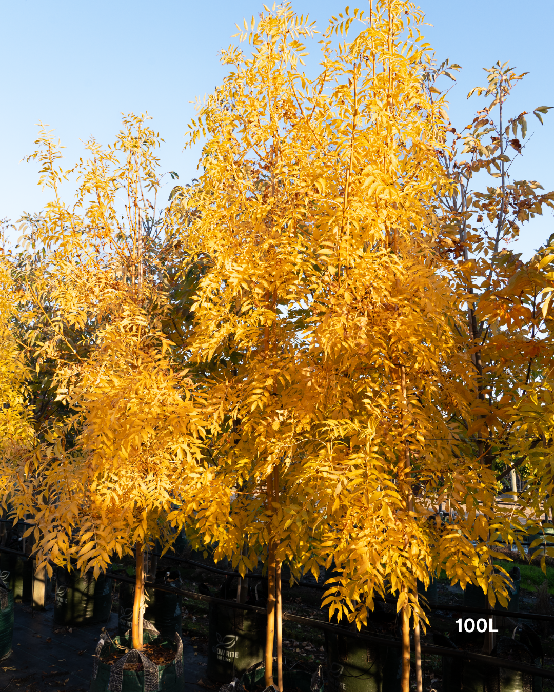Fraxinus excelsior 'Aurea'