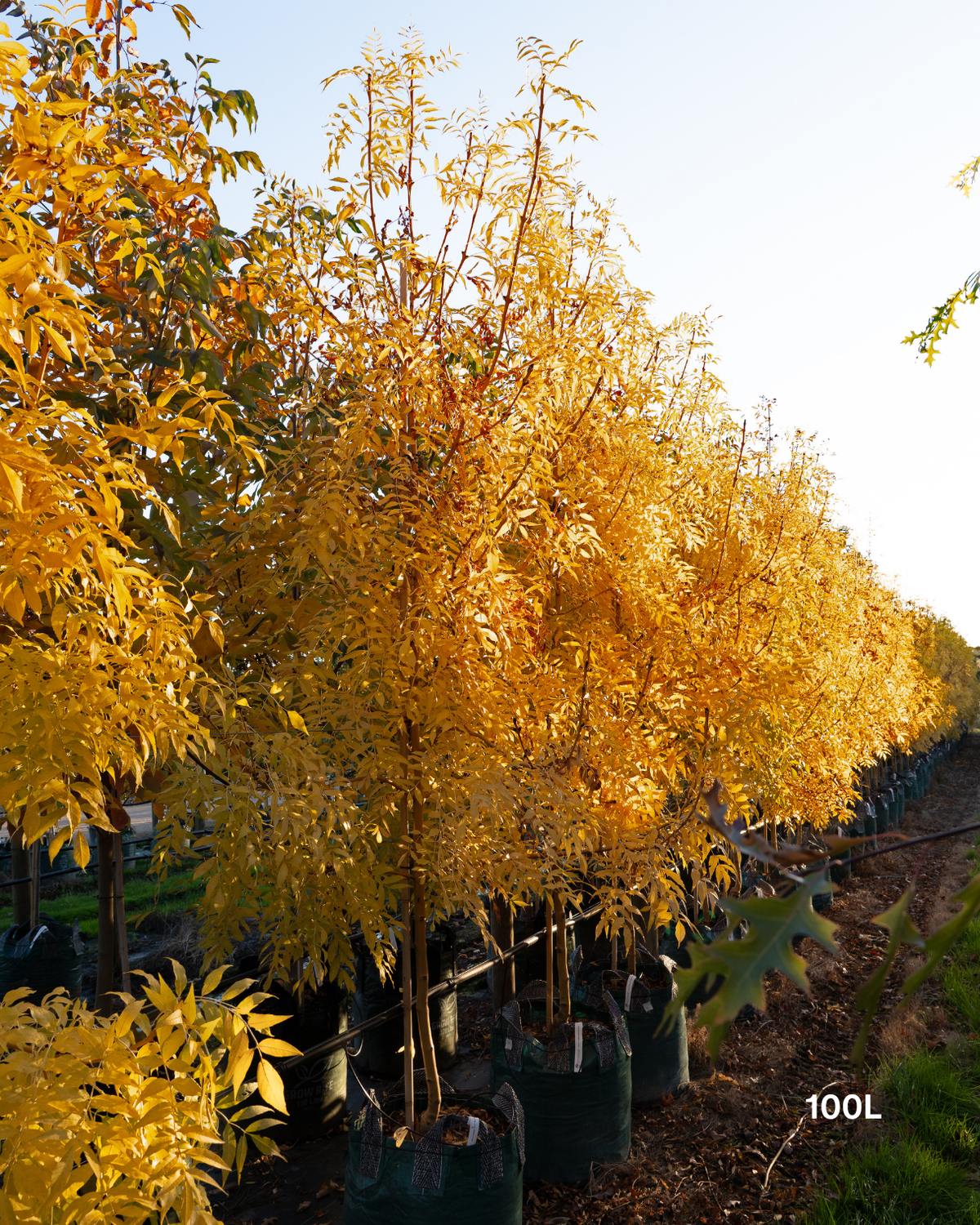 Fraxinus excelsior 'Aurea'