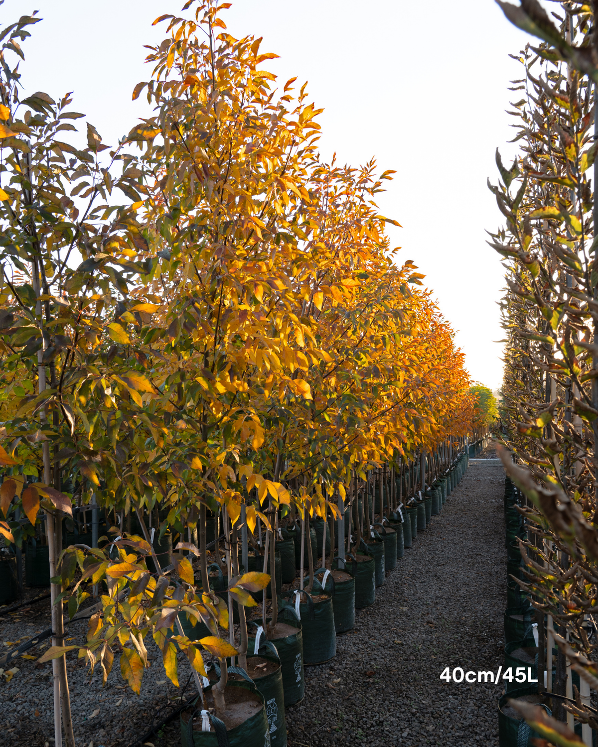Fraxinus pennsylvanica 'Cimmaron'