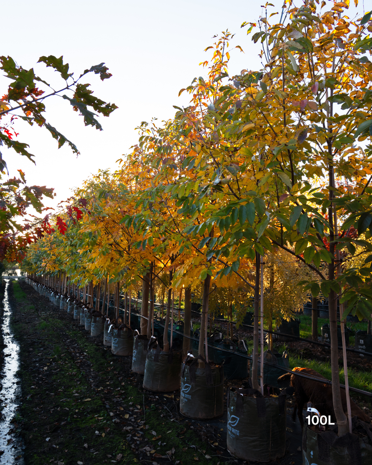 Fraxinus pennsylvanica 'Cimmaron'