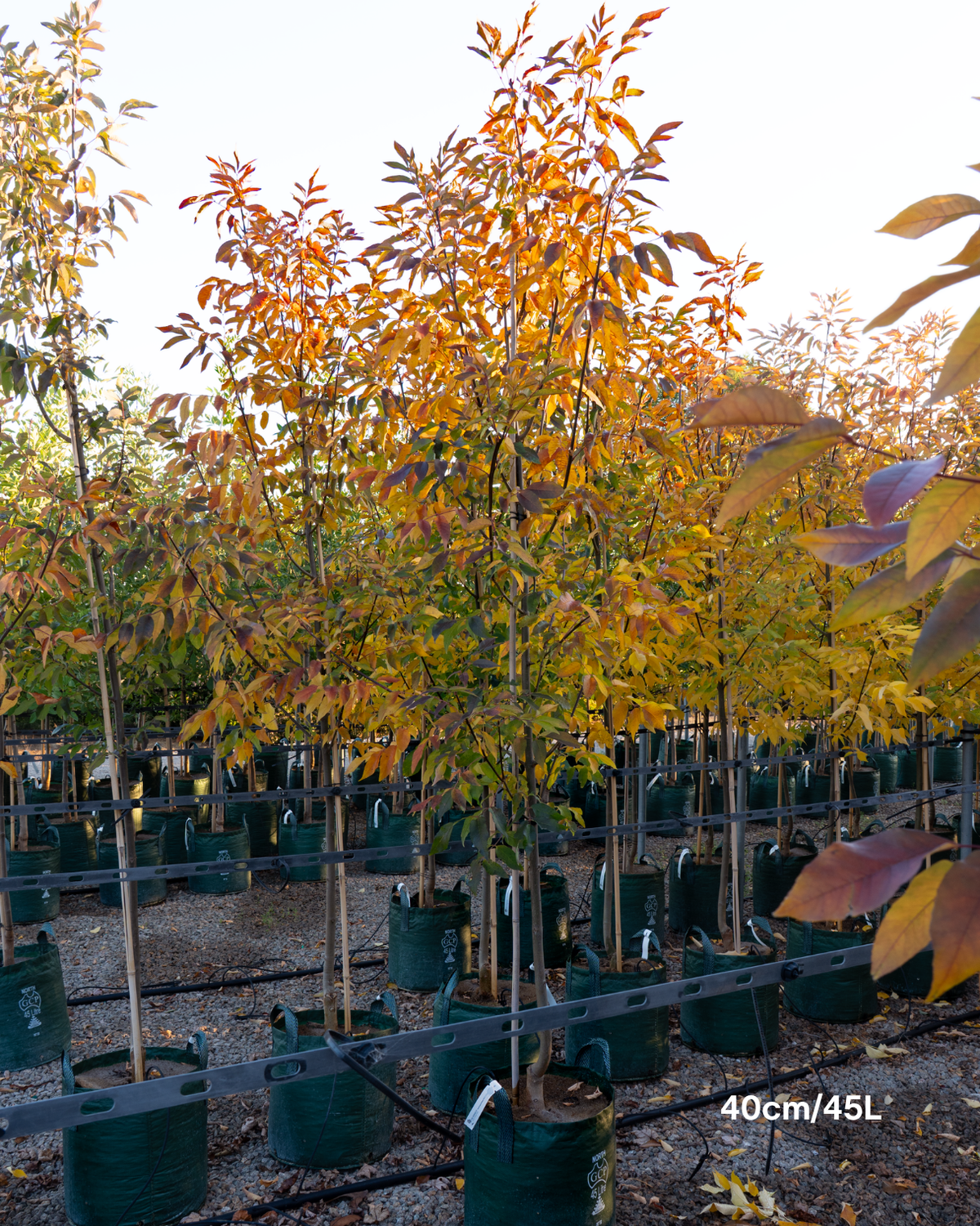 Fraxinus pennsylvanica 'Cimmaron'
