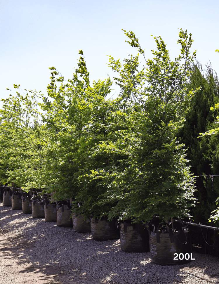 Fagus sylvatica