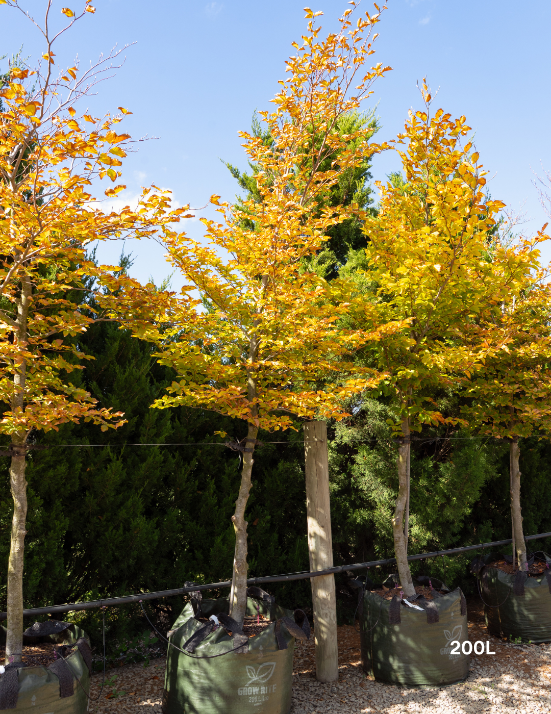 Fagus sylvatica European Beech