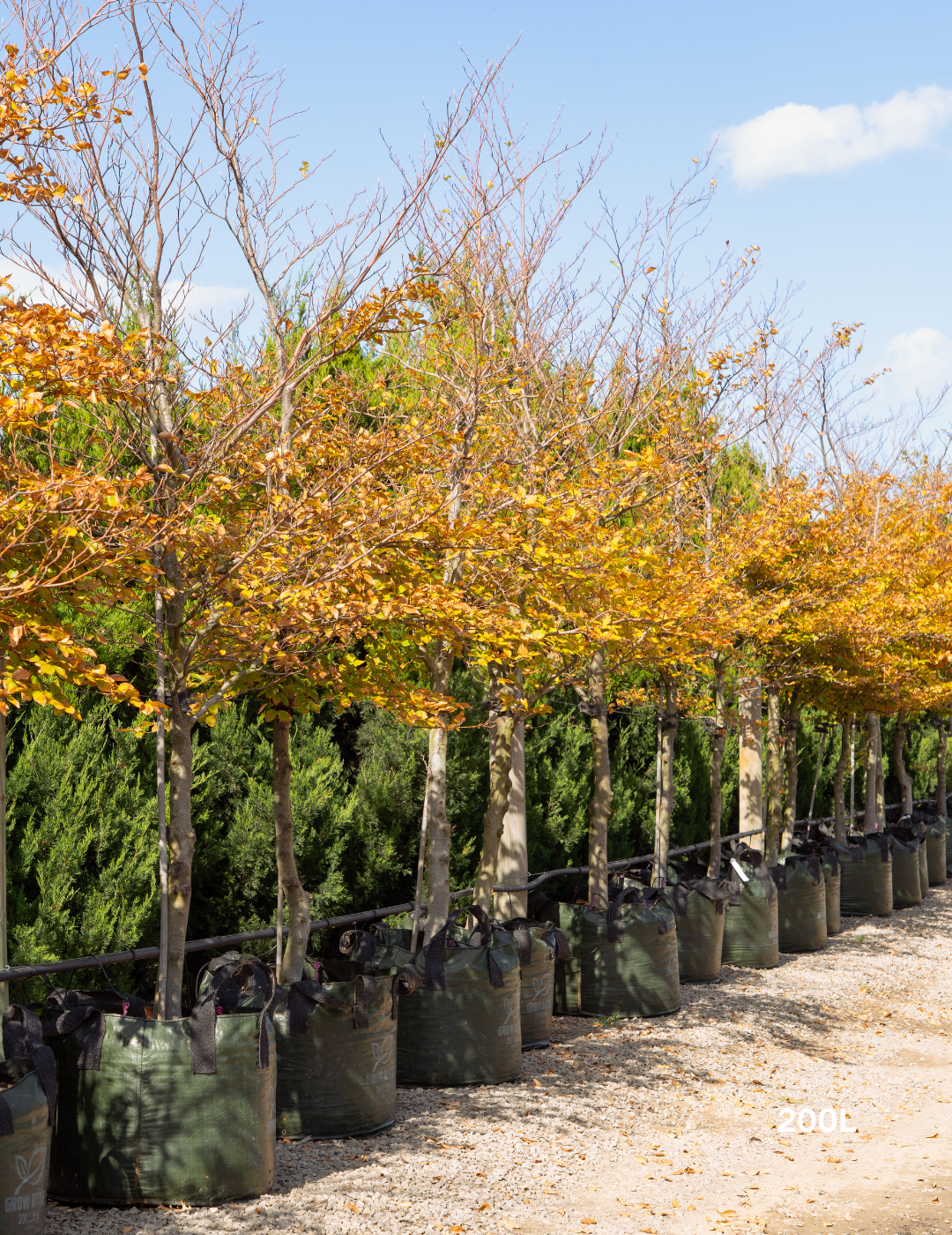 Fagus sylvatica European Beech