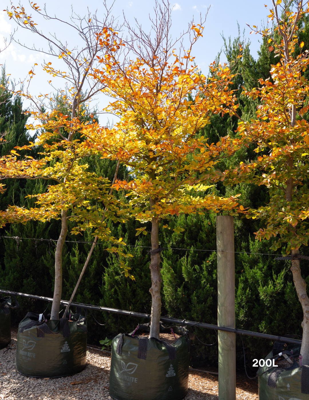 Fagus sylvatica European Beech