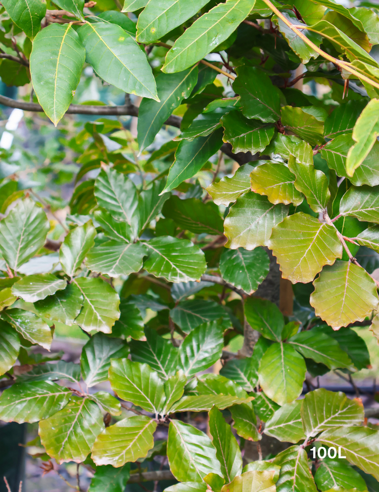 Fagus sylvatica