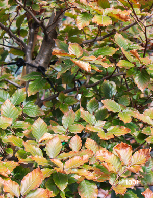 Fagus sylvatica | European Beech – Deciduous Shade Tree