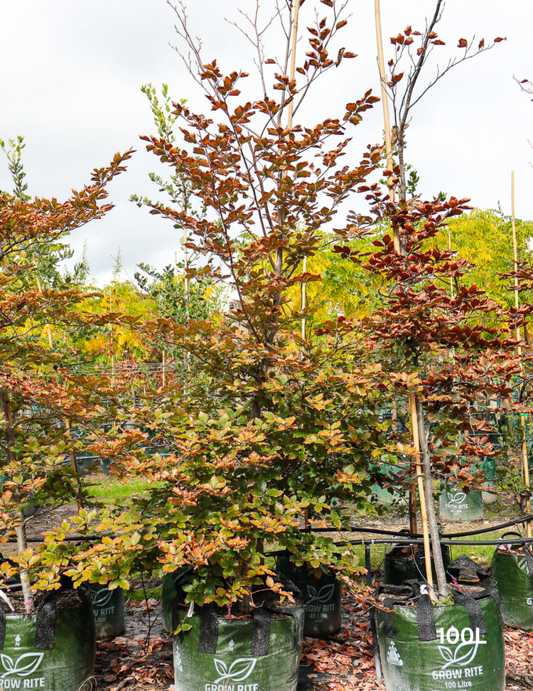 Fagus sylvatica