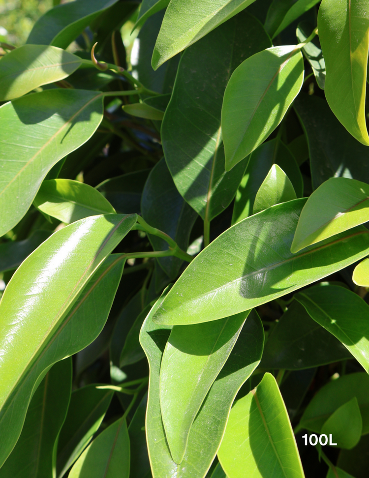 Ficus obliqua 'Figaro'