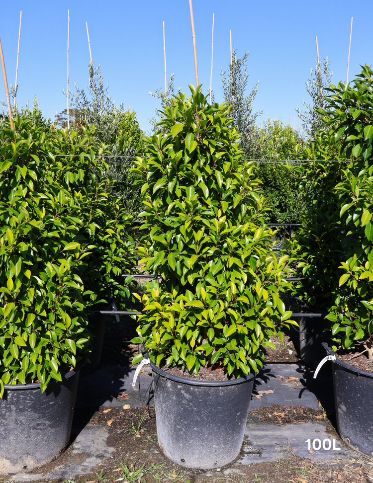 Ficus obliqua 'Figaro'