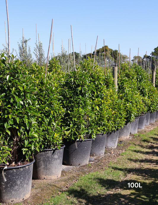 Ficus obliqua 'Figaro'