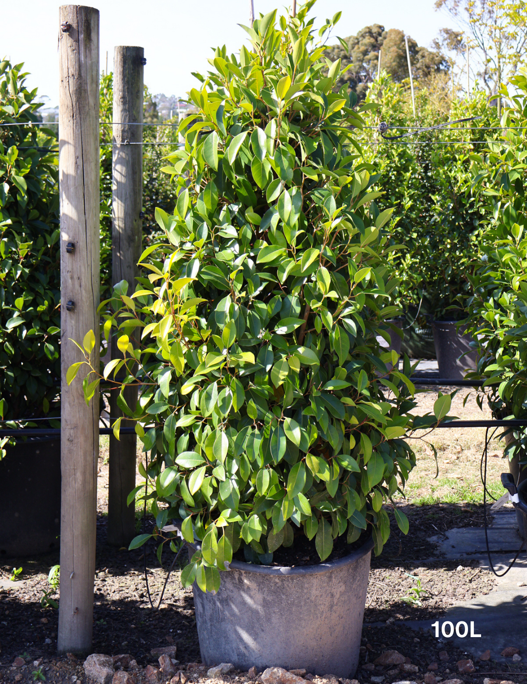 Ficus obliqua 'Figaro' - Evergreen Trees Direct
