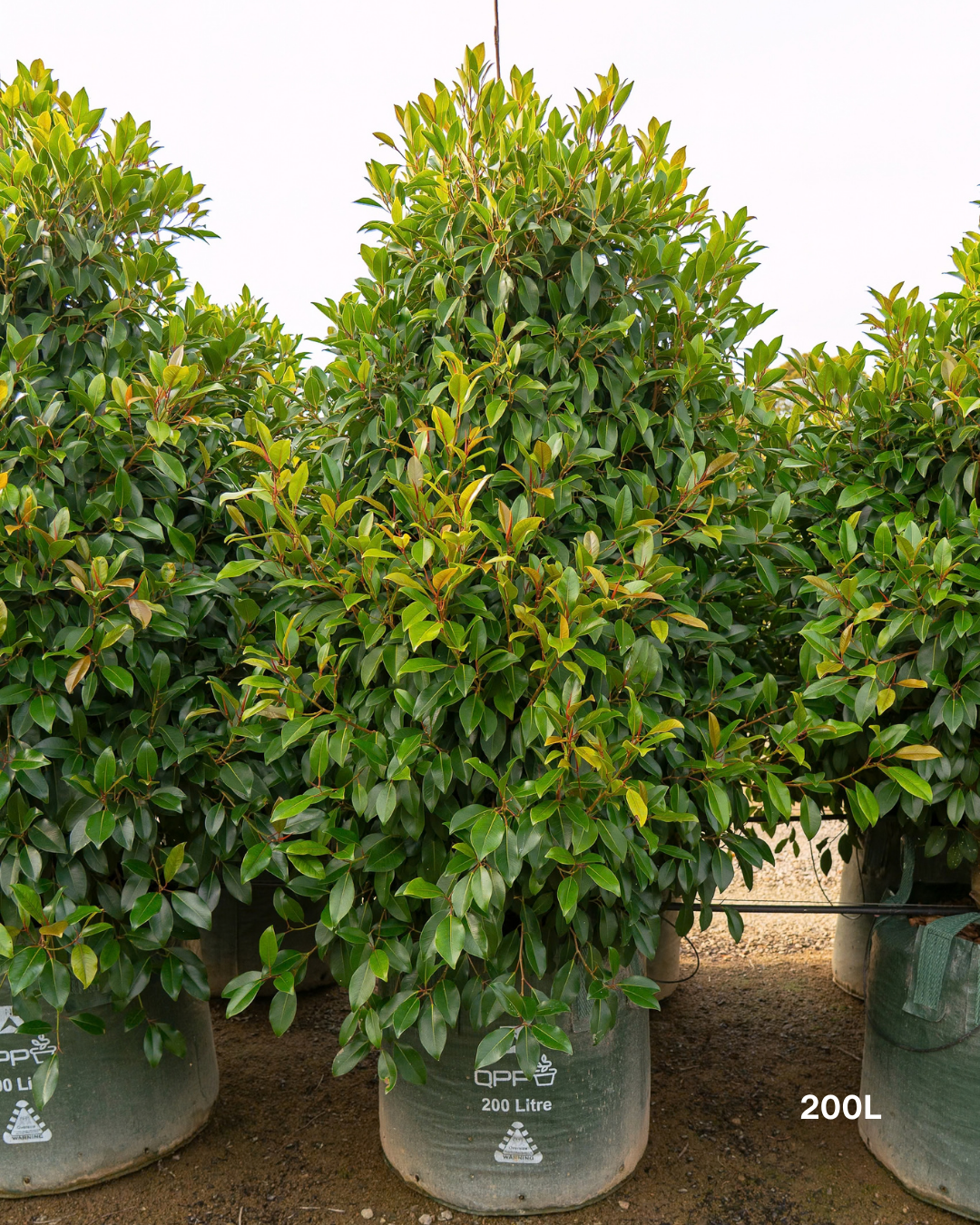 Ficus obliqua 'Figaro'