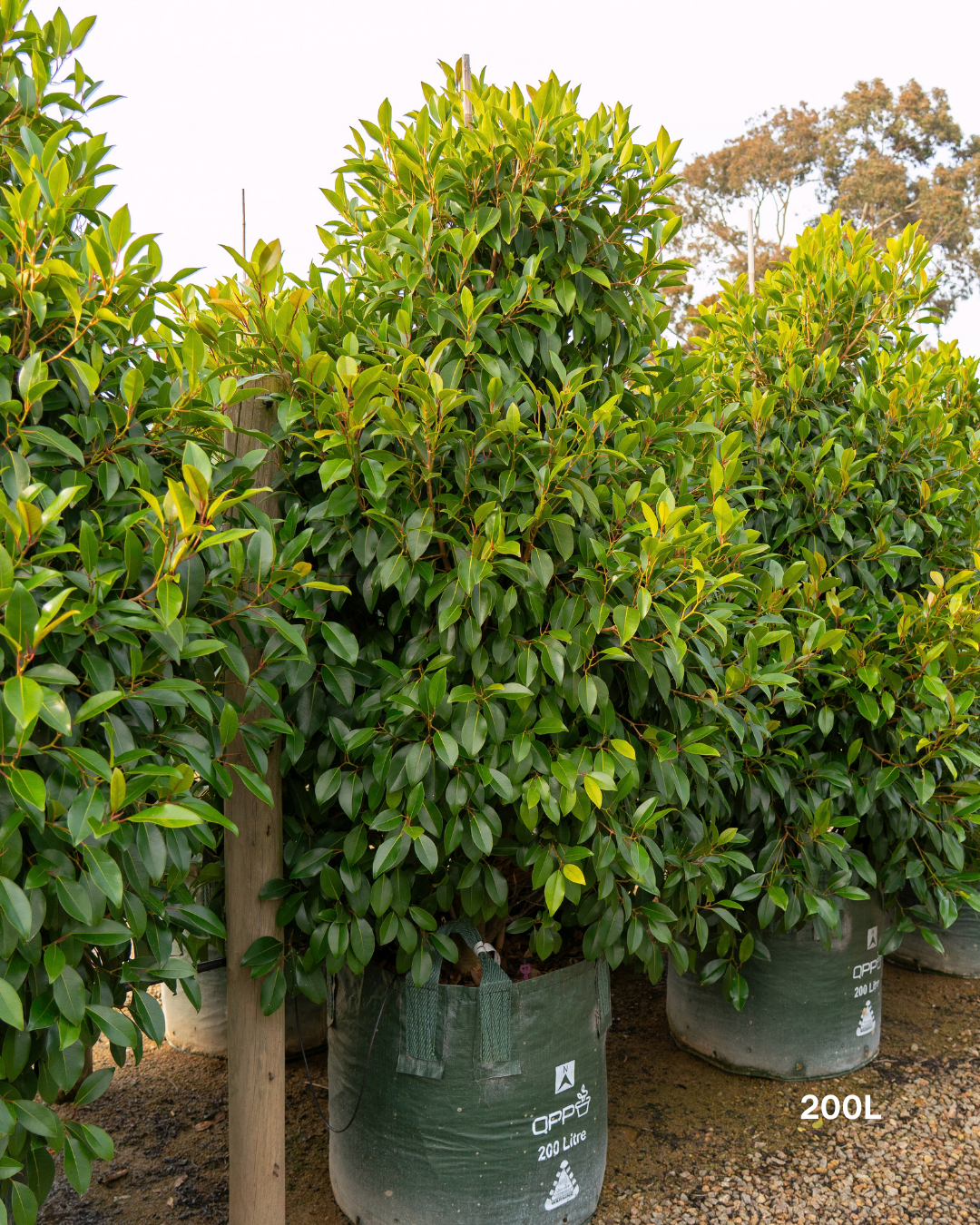 Ficus obliqua 'Figaro'