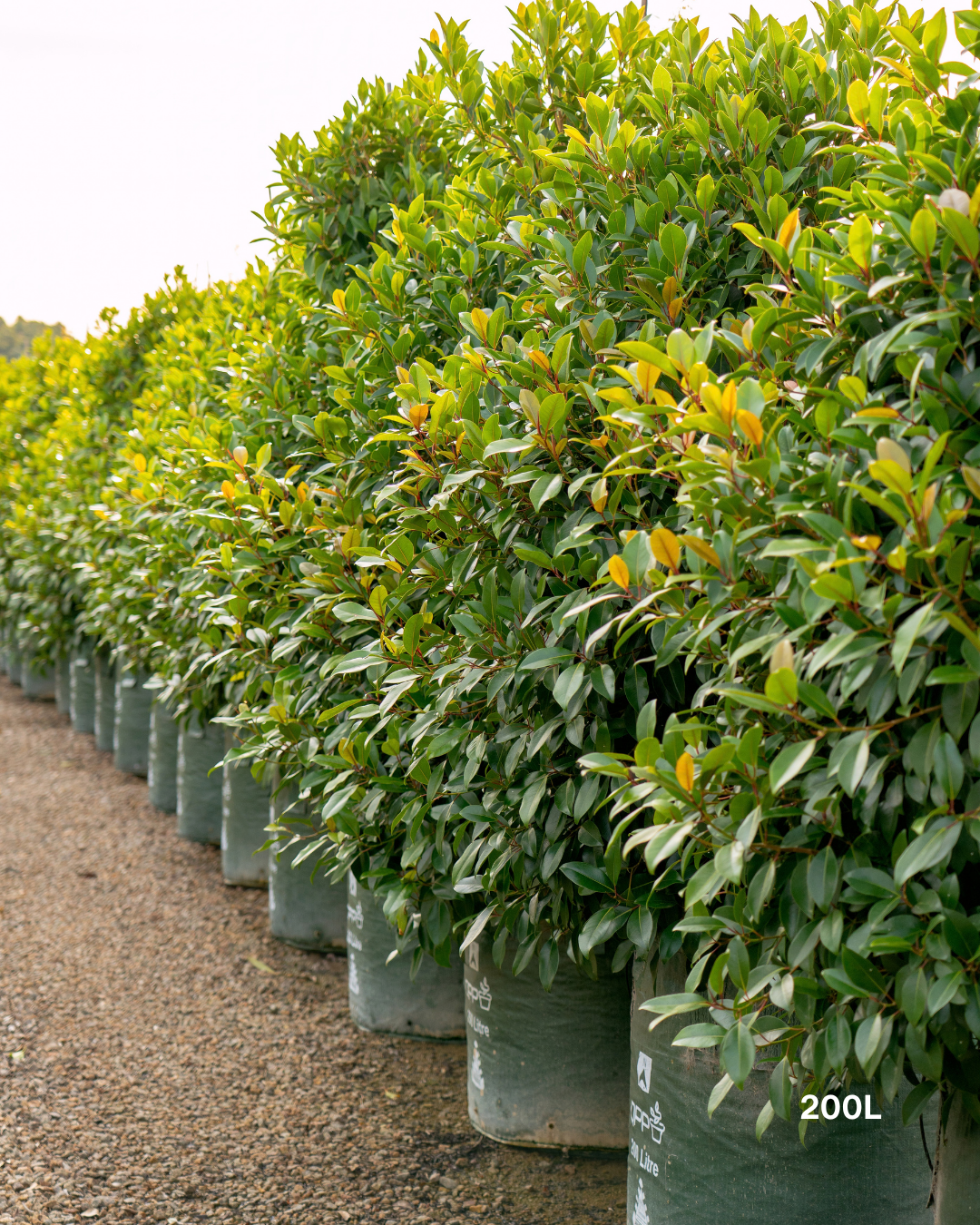 Ficus obliqua 'Figaro'