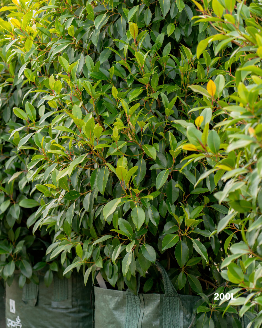 Ficus obliqua 'Figaro'