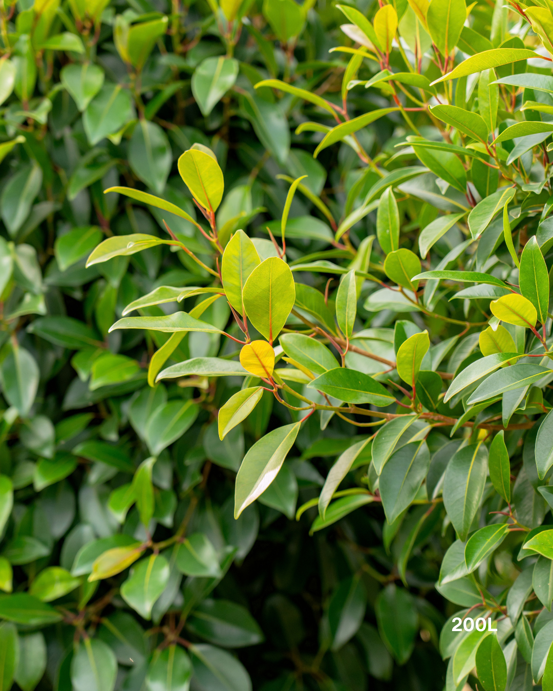 Ficus obliqua 'Figaro'
