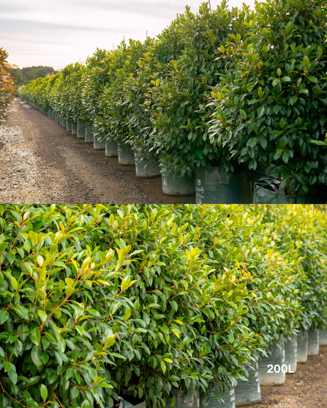 Ficus obliqua 'Figaro'