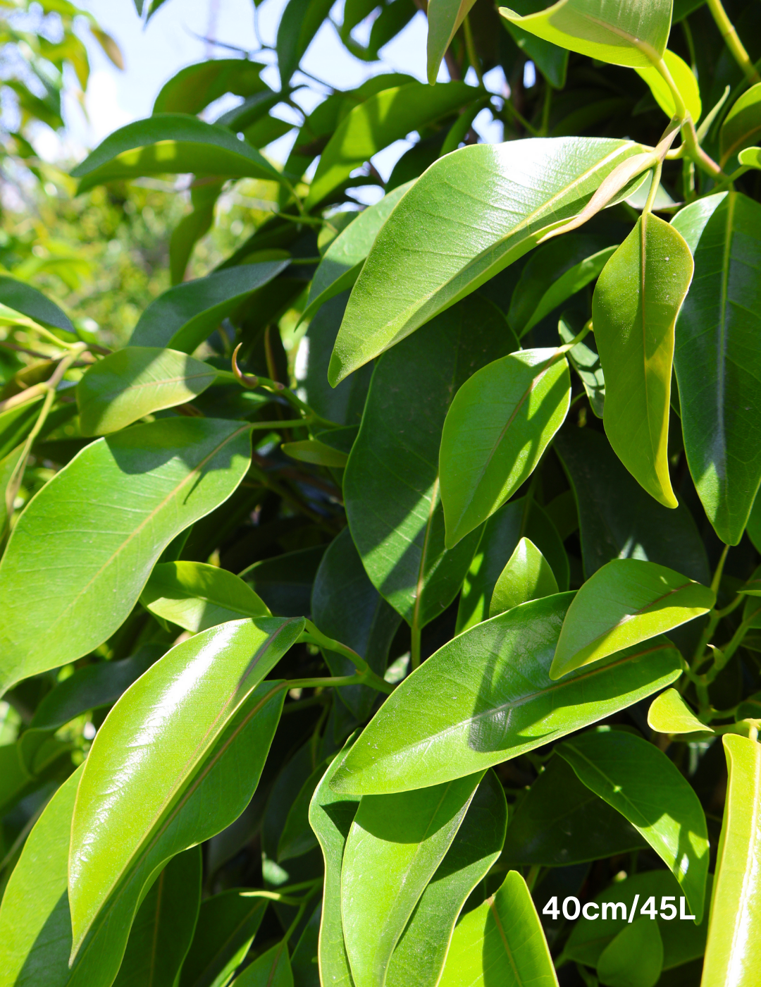 Ficus obliqua 'Figaro'