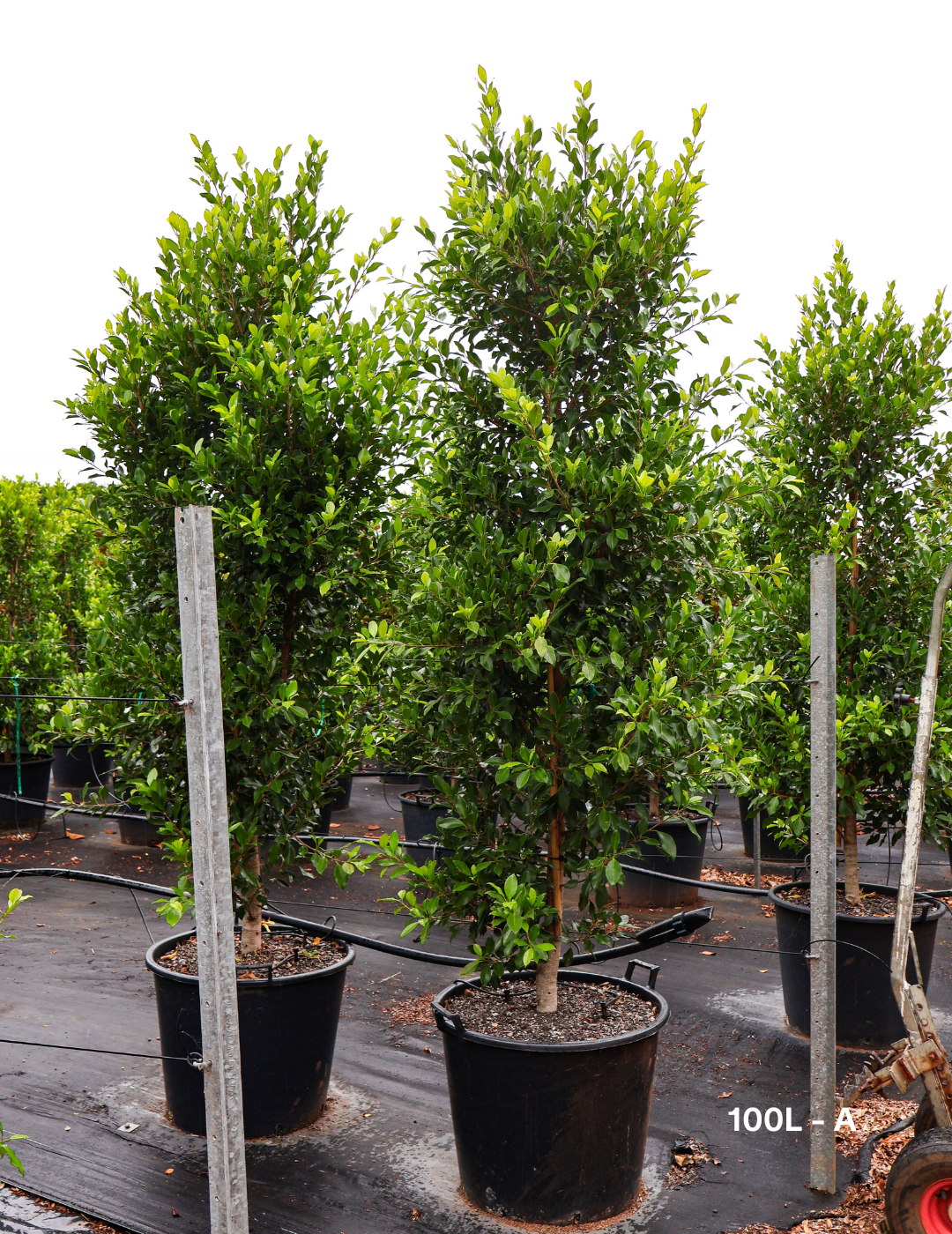 Ficus Hillii Flash - Evergreen Trees Direct