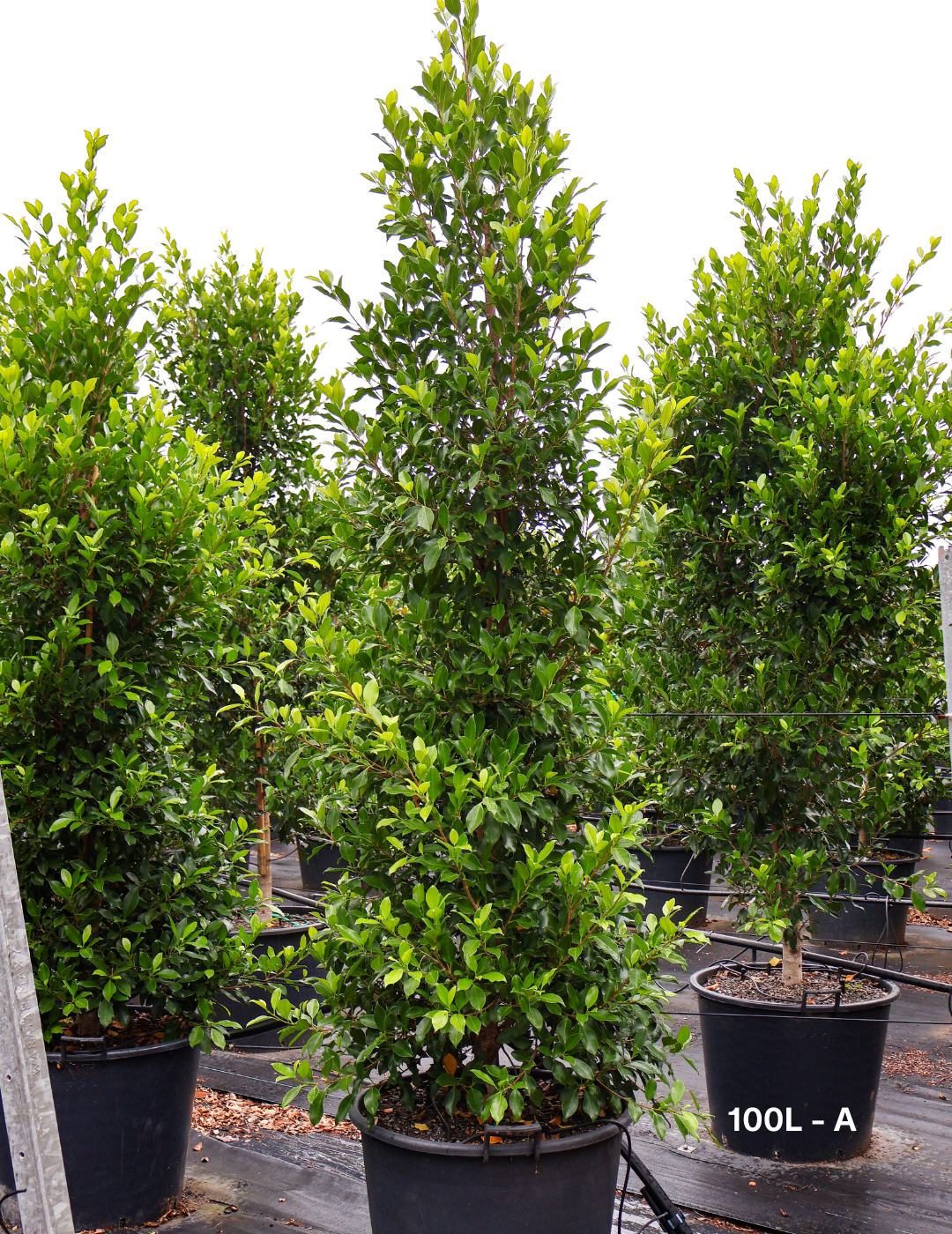 Ficus Hillii Flash - Evergreen Trees Direct