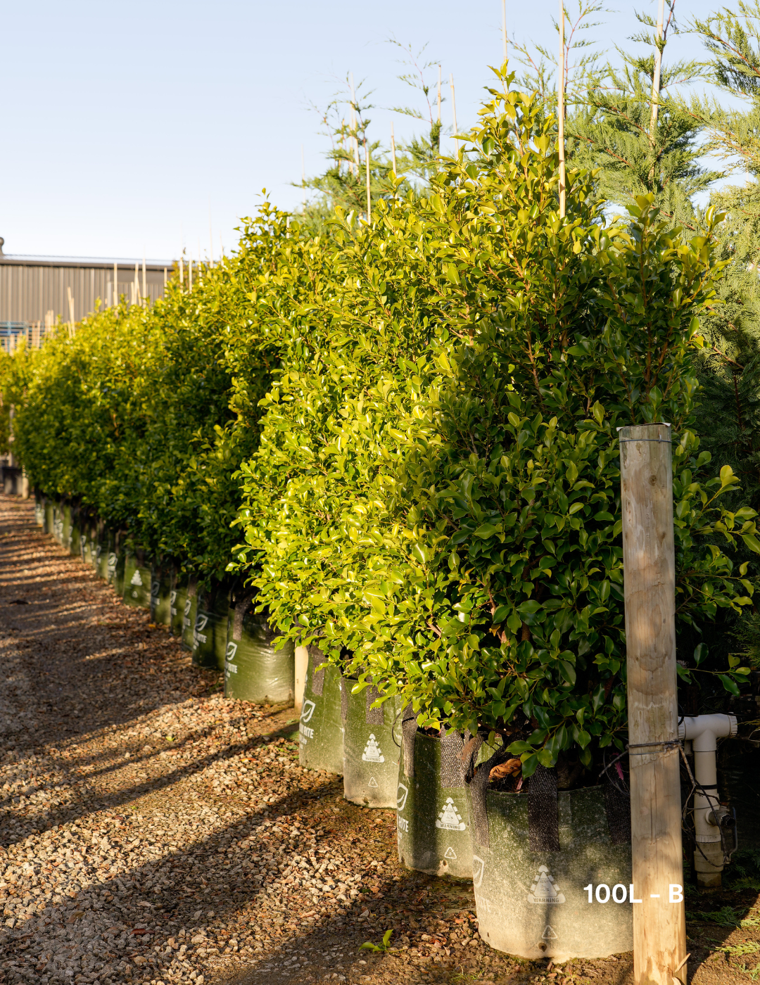 Ficus Hillii Flash - Evergreen Trees Direct