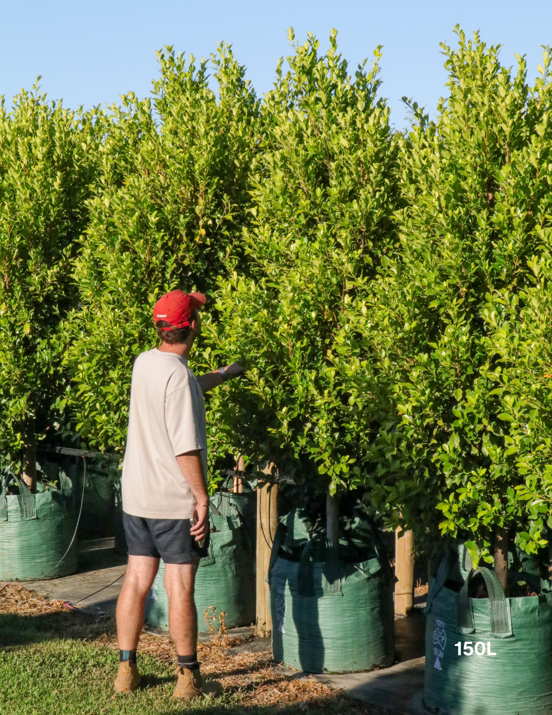 Ficus Hillii Flash - Evergreen Trees Direct