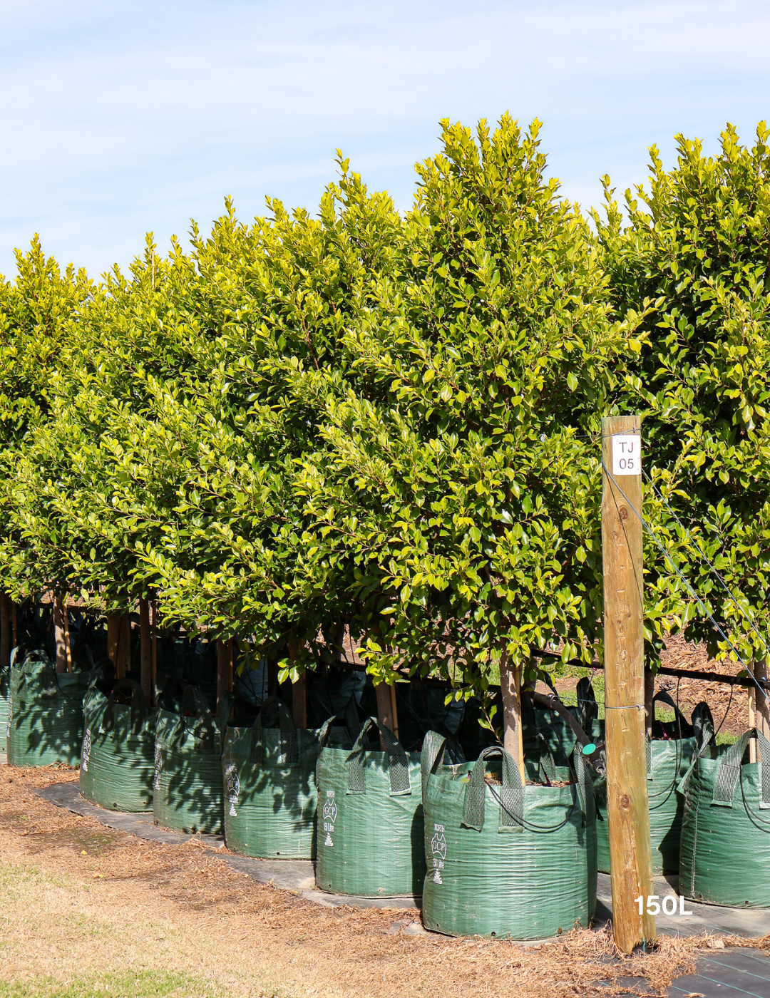 Ficus Hillii Flash - Evergreen Trees Direct