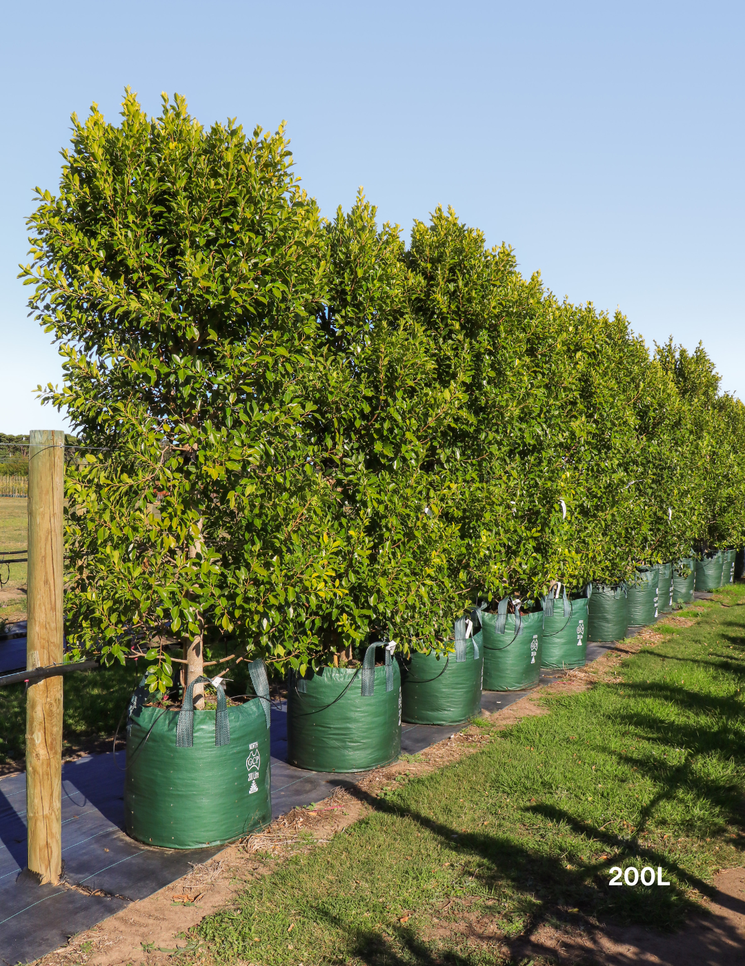 Ficus Hillii Flash - Evergreen Trees Direct