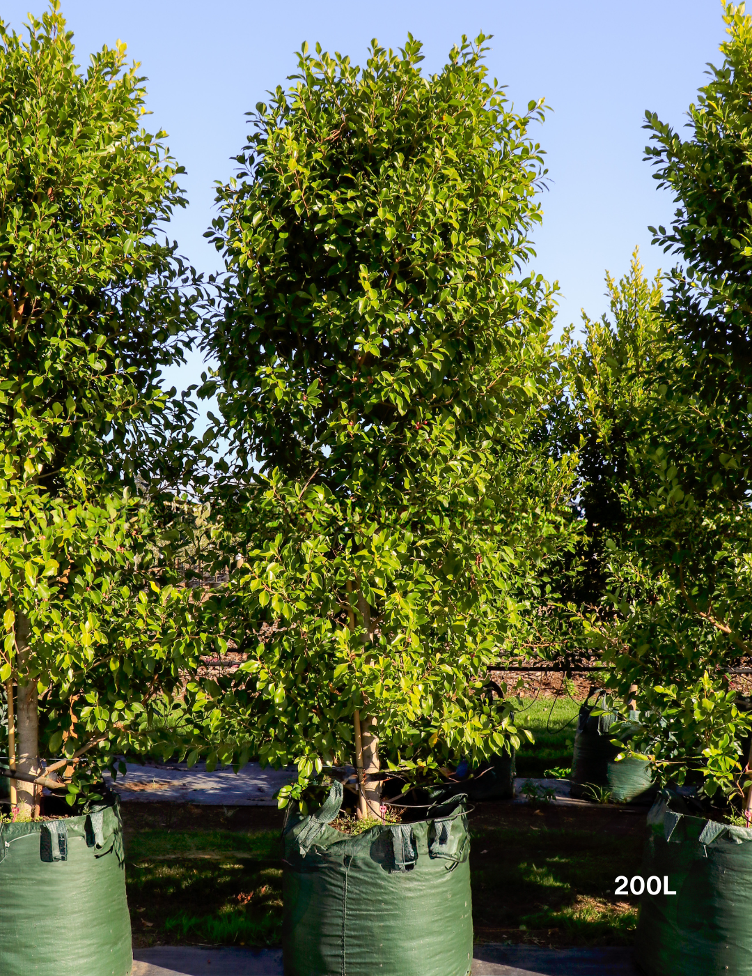 Ficus Hillii Flash - Evergreen Trees Direct