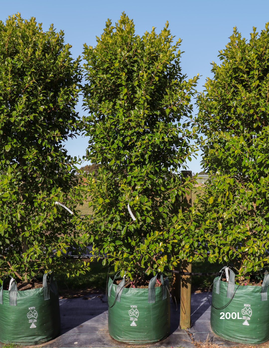 Ficus Hillii Flash - Evergreen Trees Direct