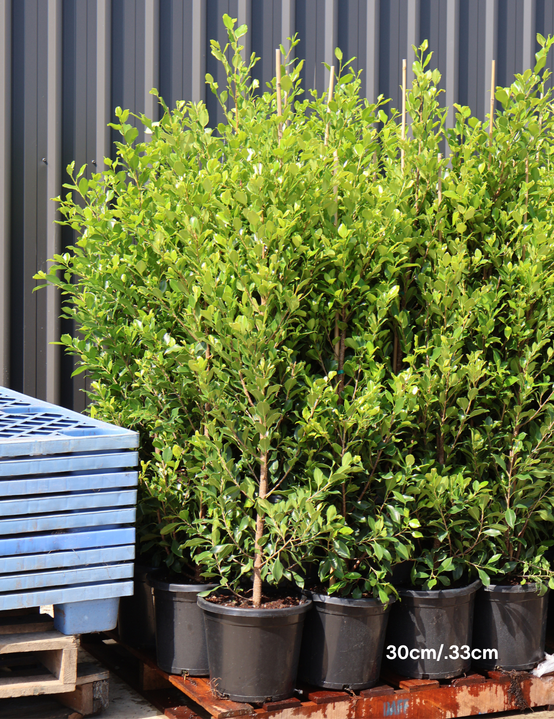 Ficus Hillii Flash - Evergreen Trees Direct