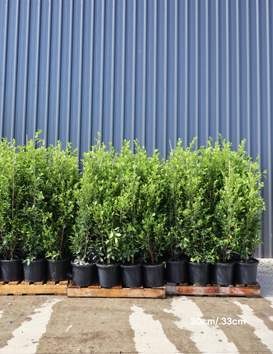 Ficus Hillii Flash - Evergreen Trees Direct