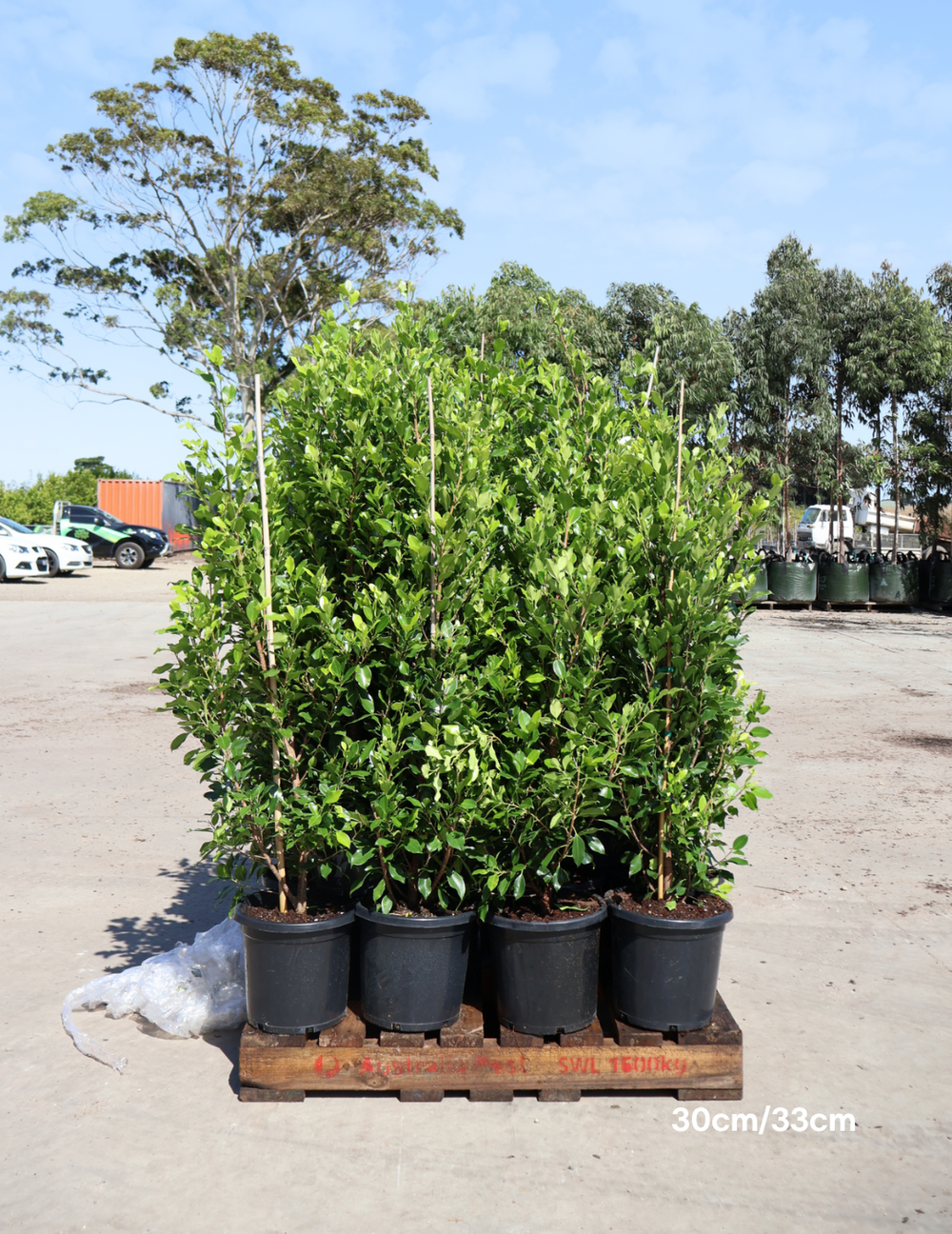 Ficus hillii 'Flash' - Evergreen Trees Direct