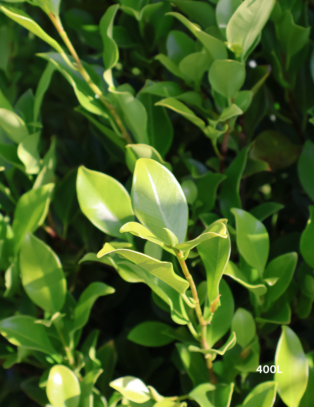 Ficus Hillii Flash - Evergreen Trees Direct