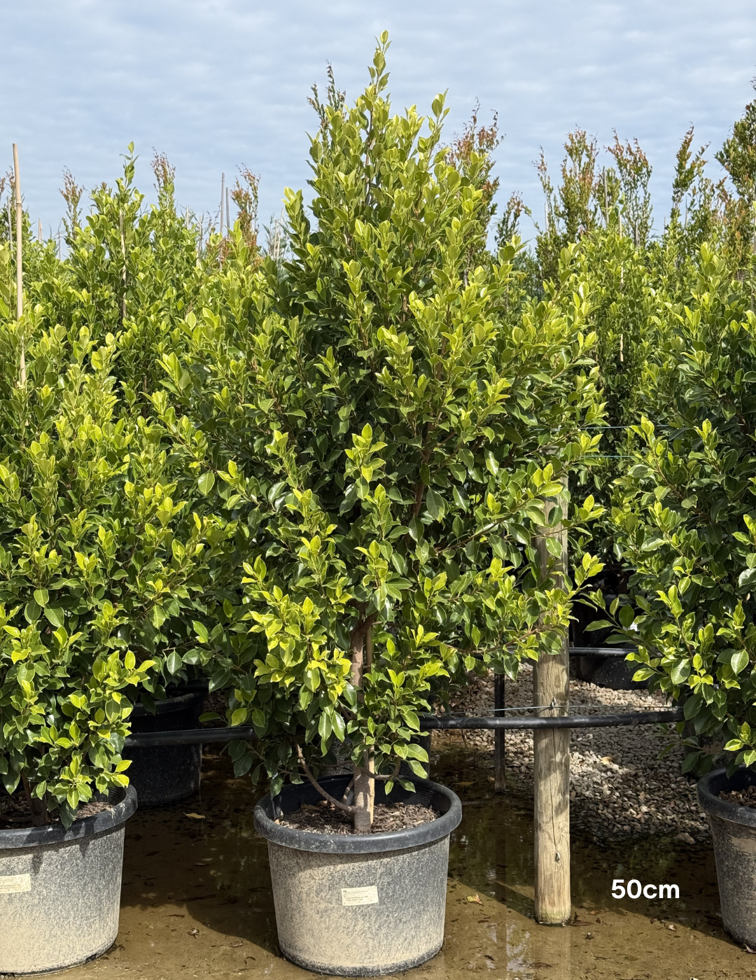 Ficus Hillii Flash - Evergreen Trees Direct