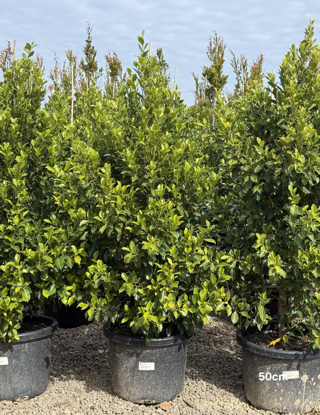 Ficus Hillii Flash - Evergreen Trees Direct