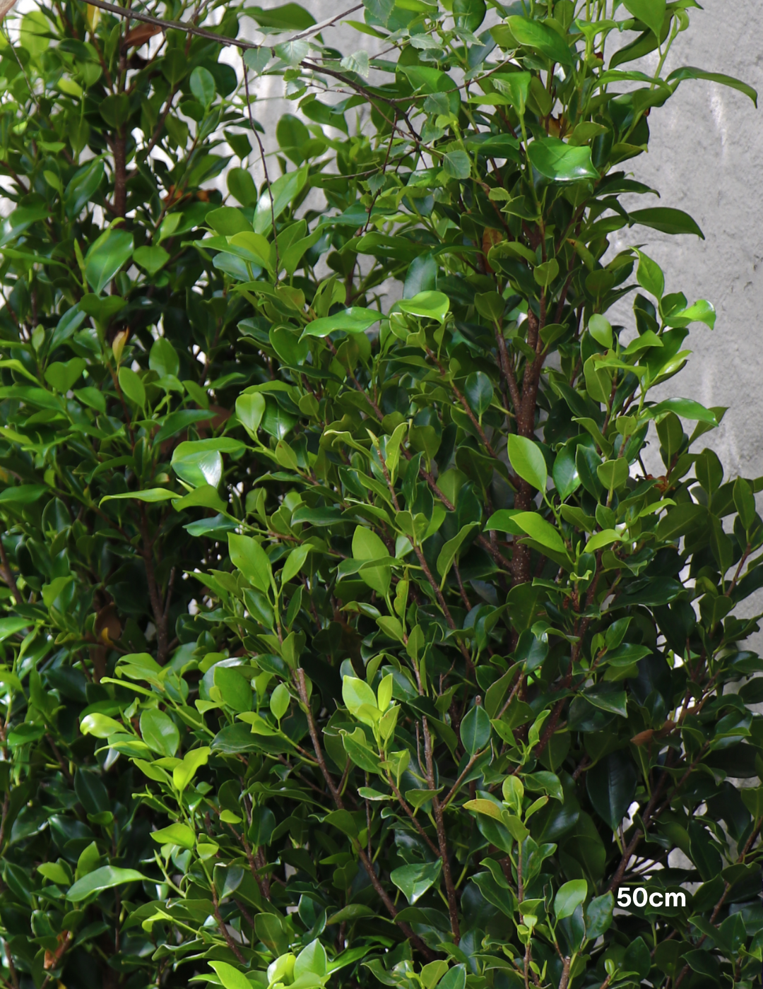 Ficus Hillii Flash - Evergreen Trees Direct