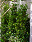 Ficus Hillii Flash