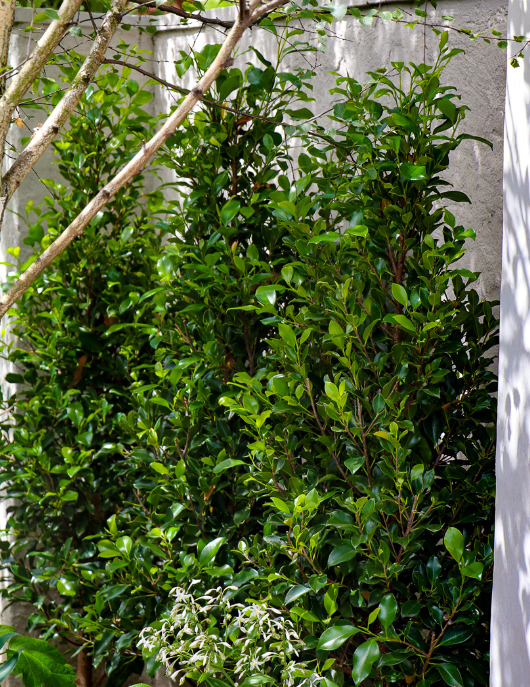 Ficus Hillii Flash