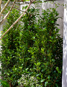 Ficus Hillii Flash