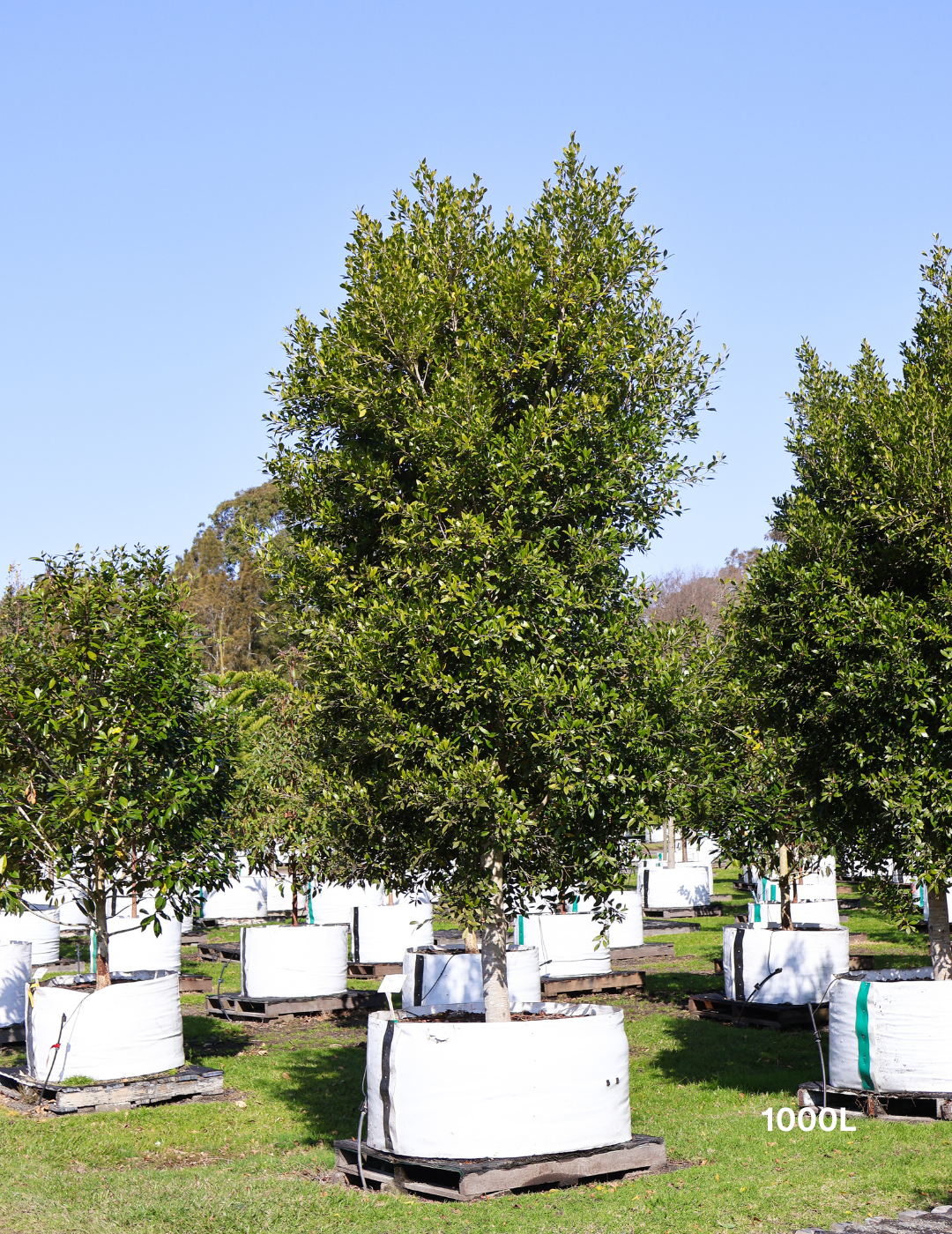 Ficus Hillii - Evergreen Trees Direct