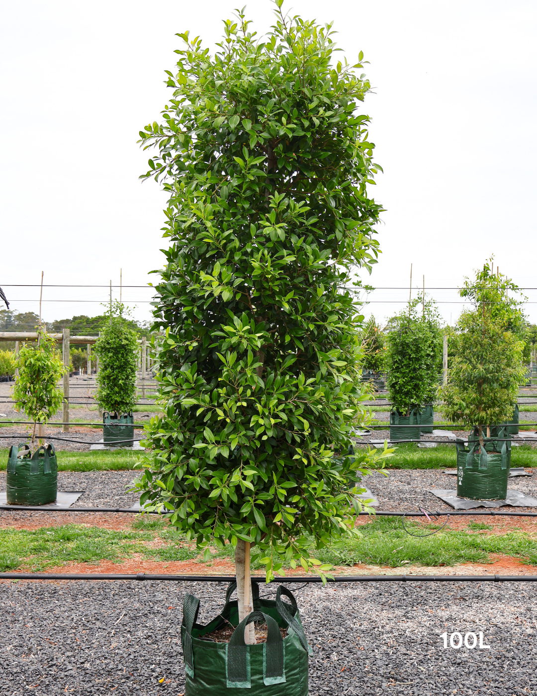 Ficus microcarpa hillii - Evergreen Trees Direct