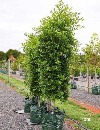 Ficus microcarpa hillii - Evergreen Trees Direct