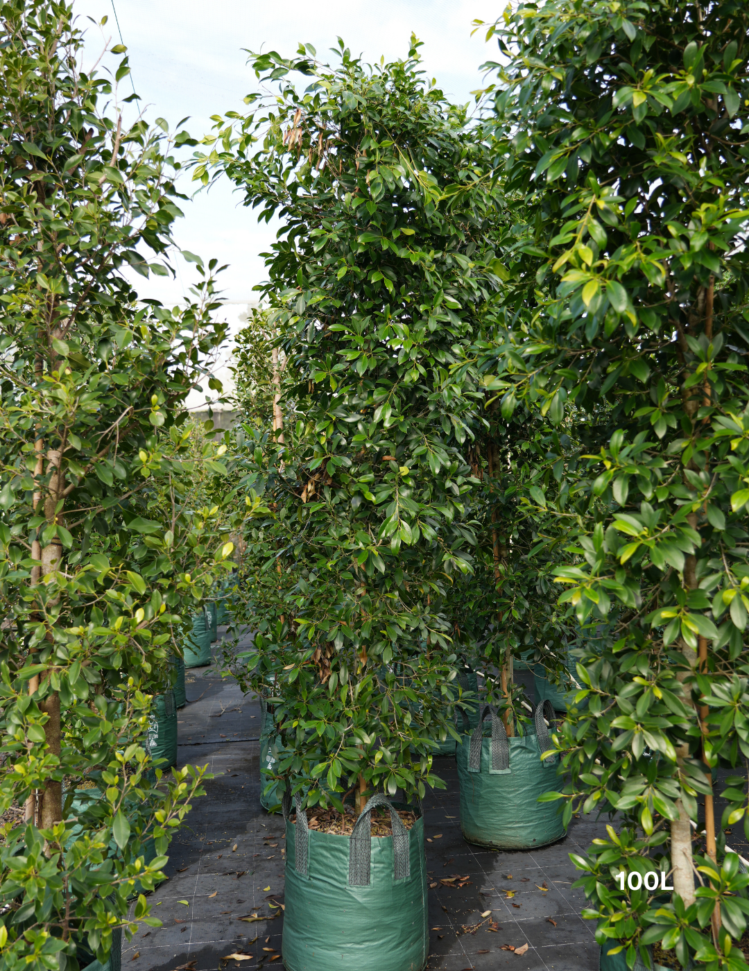 Ficus Hillii - Evergreen Trees Direct