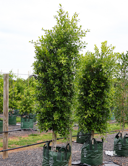 Ficus microcarpa hillii - Evergreen Trees Direct