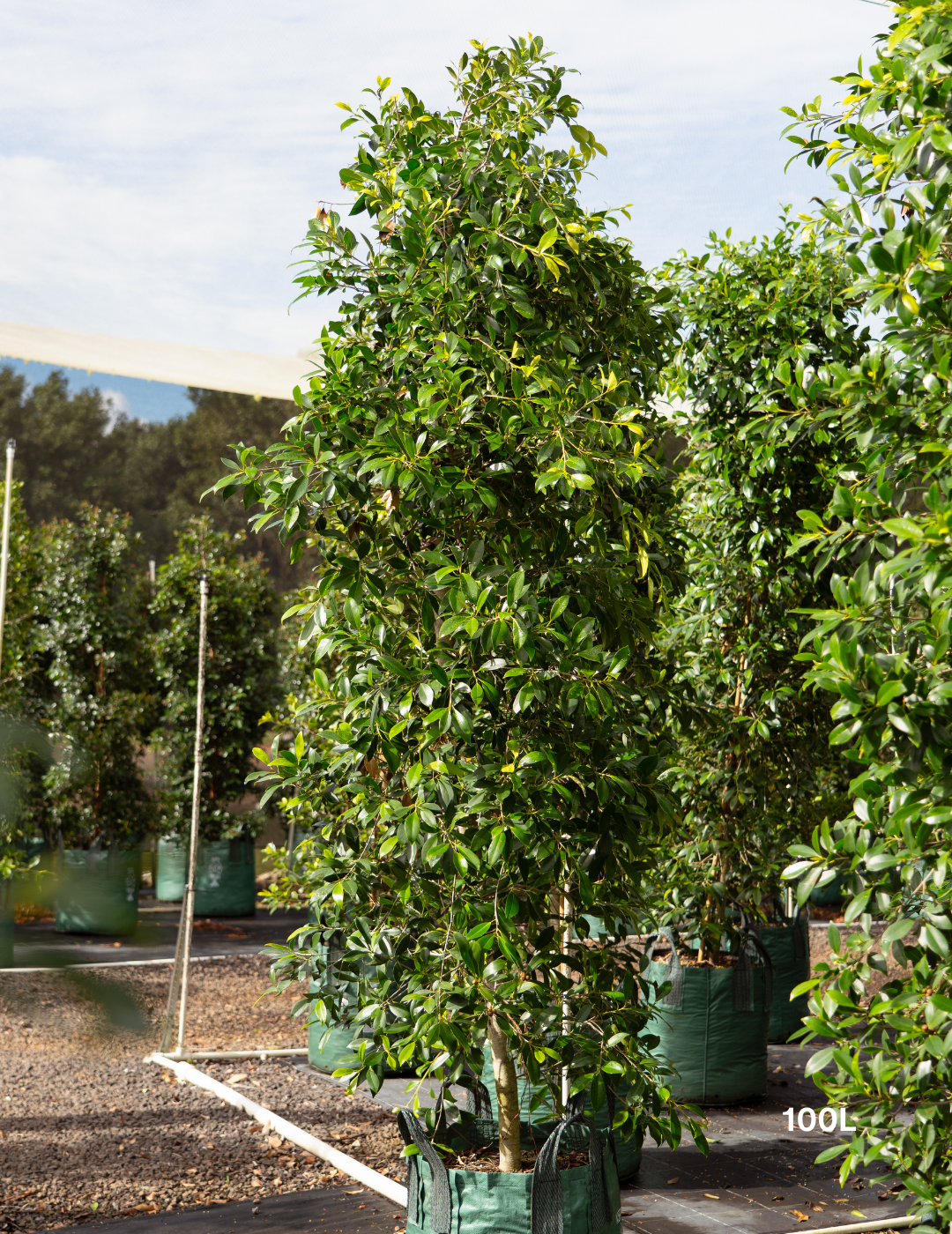Ficus Hillii - Evergreen Trees Direct